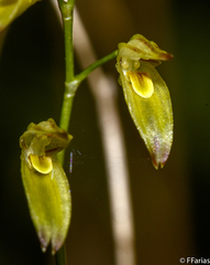 Specklinia