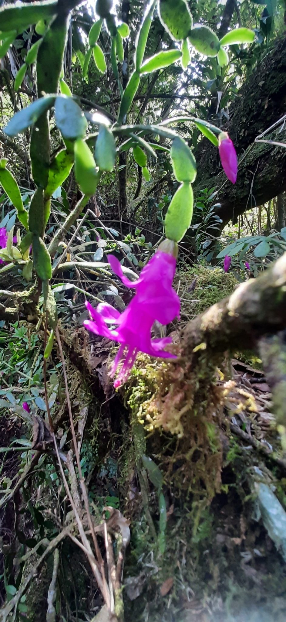 Imagem de Flor-de-maio