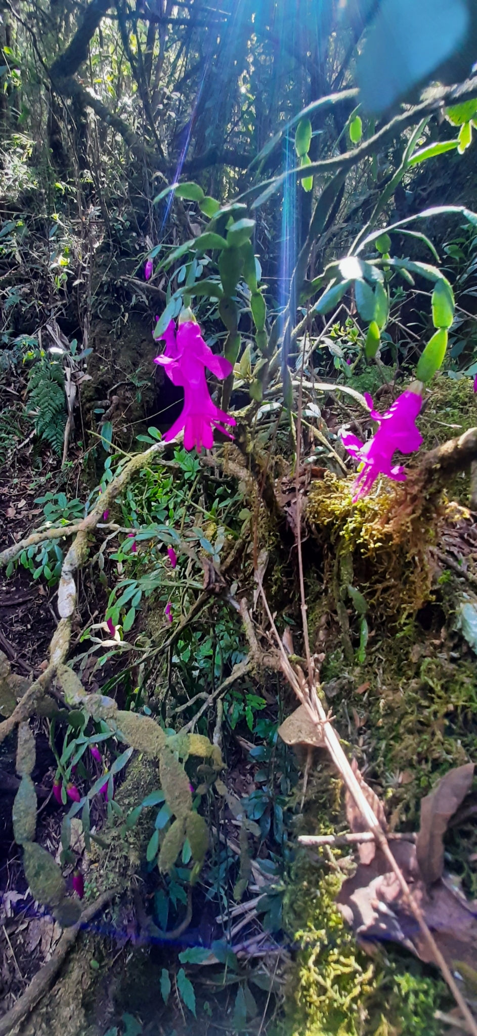 Imagem de Flor-de-maio