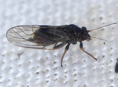 Cacopsylla pyricola