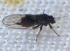Cacopsylla pyricola