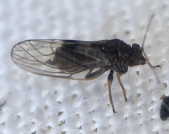 Cacopsylla pyricola