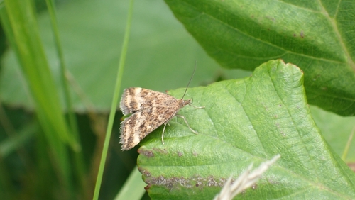 Straw-barred Pearl, PRRG+4H, Ellemeet, Nederland, photo 8 of 10