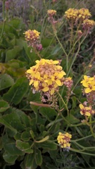 Sinapidendron gymnocalyx