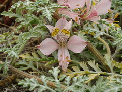 Alstroemeria hookeri