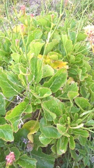 Sinapidendron gymnocalyx