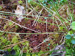 Sphagnum magellanicum