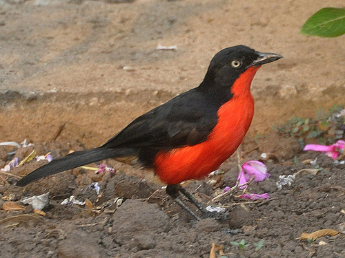Black-headed Gonolek