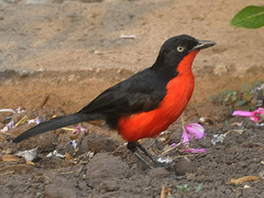 Black-Headed Gonolek photo 3
