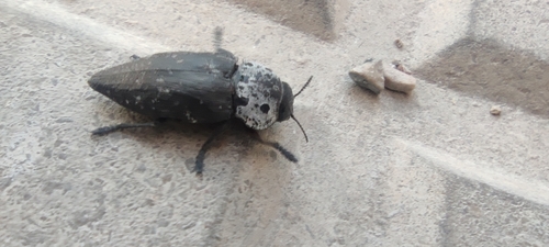 Photo of Flat-headed Root-borer (Capnodis tenebrionis)