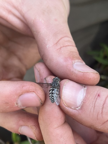 Hybomitra astuta observed 2023-08-13