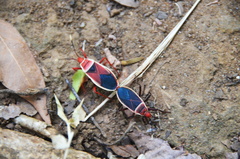 Probergrothius varicornis
