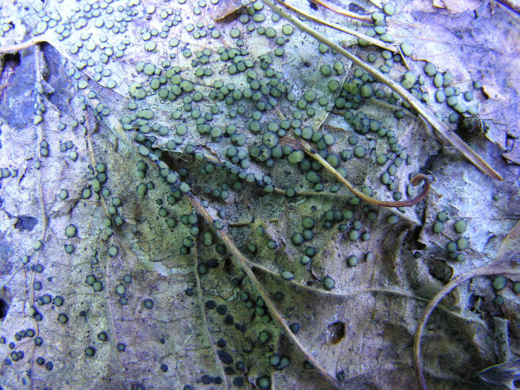 Coccomyces coronatus