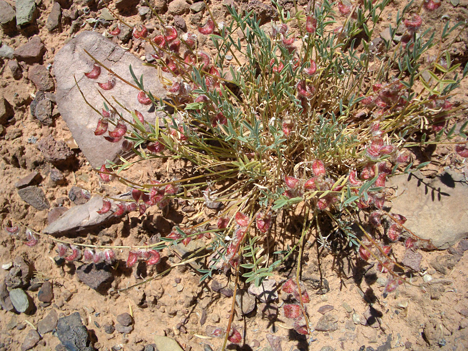 Astragalus desperatus var. desperatus