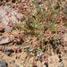 Astragalus desperatus desperatus - Photo (c) springlake1,  זכויות יוצרים חלקיות (CC BY-NC), הועלה על ידי springlake1