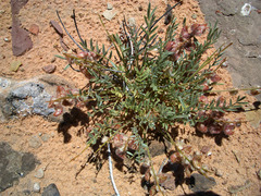 Astragalus desperatus