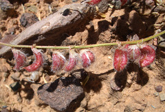 Astragalus desperatus