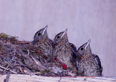 Phoenicurus auroreus