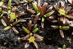 Abrotanella caespitosa