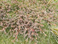 Acaena profundeincisa