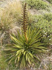 Aciphylla kirkii