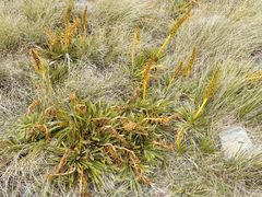 Aciphylla kirkii
