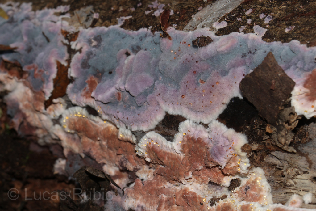 Punctularia atropurpurascens · August 2023 · photo: © lrubio7 (iNaturalist, cc-by)