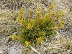 Aciphylla montana