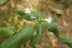 Impatiens edgeworthii