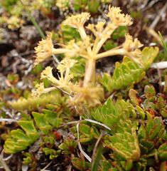 Anisotome flexuosa
