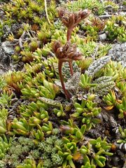 Anisotome lanuginosa