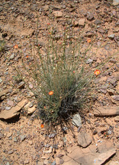 Sphaeralcea leptophylla