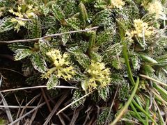 Anisotome imbricata imbricata