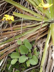Brachyglottis lagopus