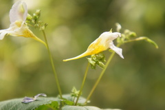 Impatiens edgeworthii