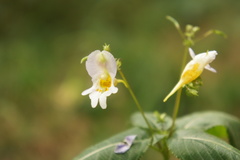 Impatiens edgeworthii