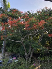 Delonix regia image