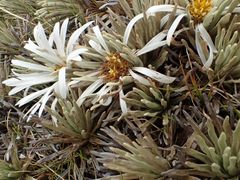 Sessileleaf Mountain Daisy (Celmisia sessiliflora)