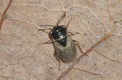 Geocoris megacephalus
