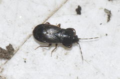Plinthisus longicollis