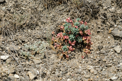 Euphorbia petrophila