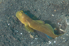 Cryptocentrus fasciatus