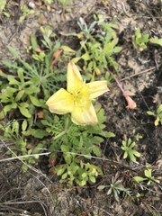 Oenothera triloba