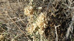 Atriplex canescens laciniata