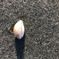 Pseudozonaria robertsi