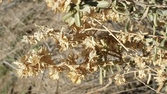 Atriplex canescens laciniata