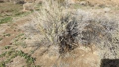 Atriplex canescens laciniata