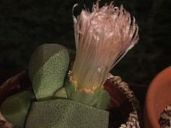 Pleiospilos
