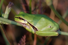 Lemon-Yellow Tree Frog photo 2