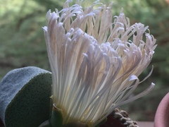 Pleiospilos